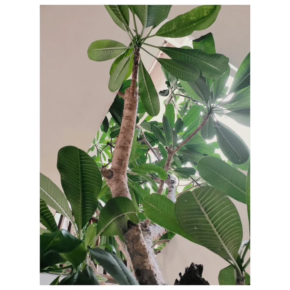 Green leaves against a pale pink wall