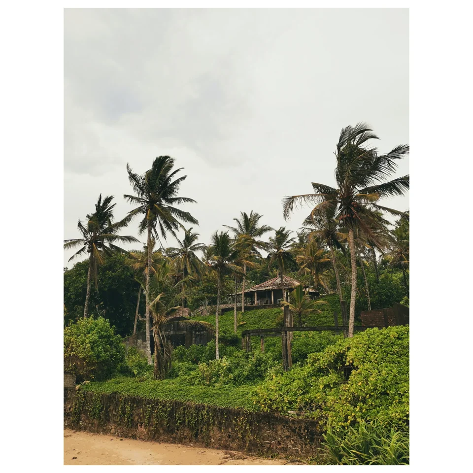 Palm trees rising above lush tropical fields