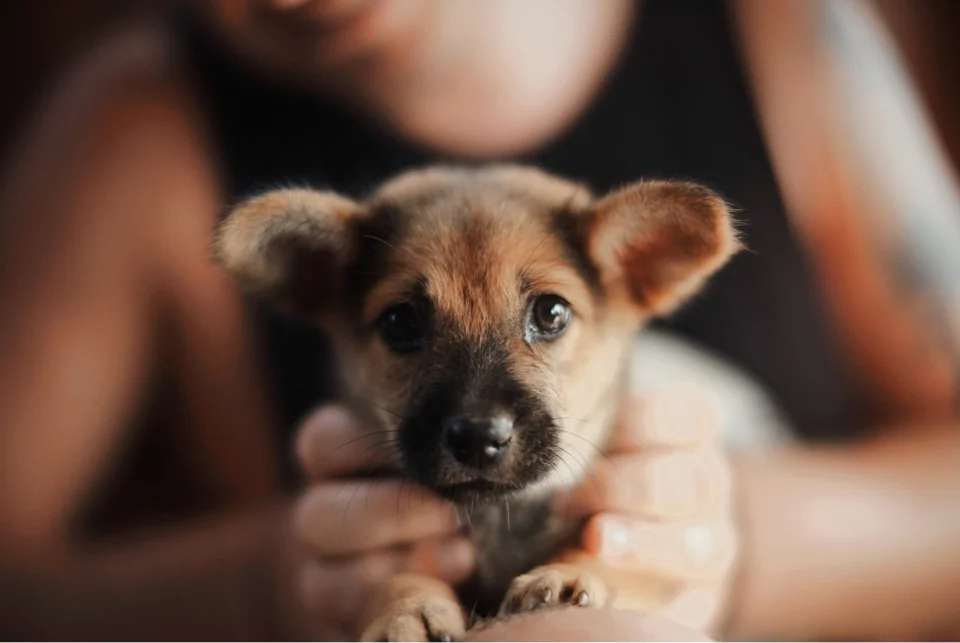 A puppy held in someone’s hands