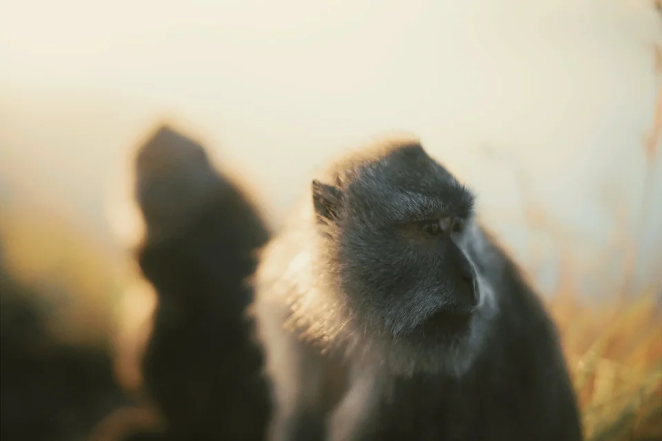 A monkey in soft morning light