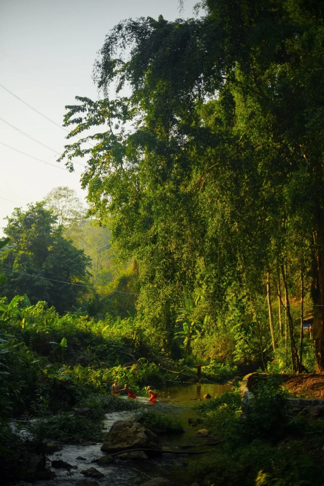 A stream beneath tropical trees