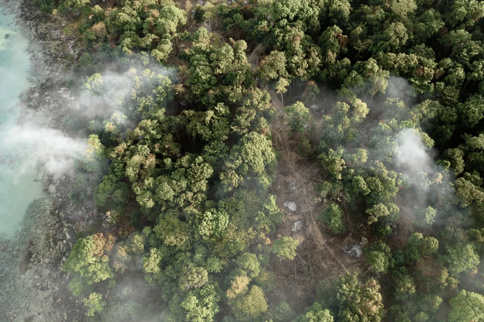 Mist drifting over a dense forest canopy