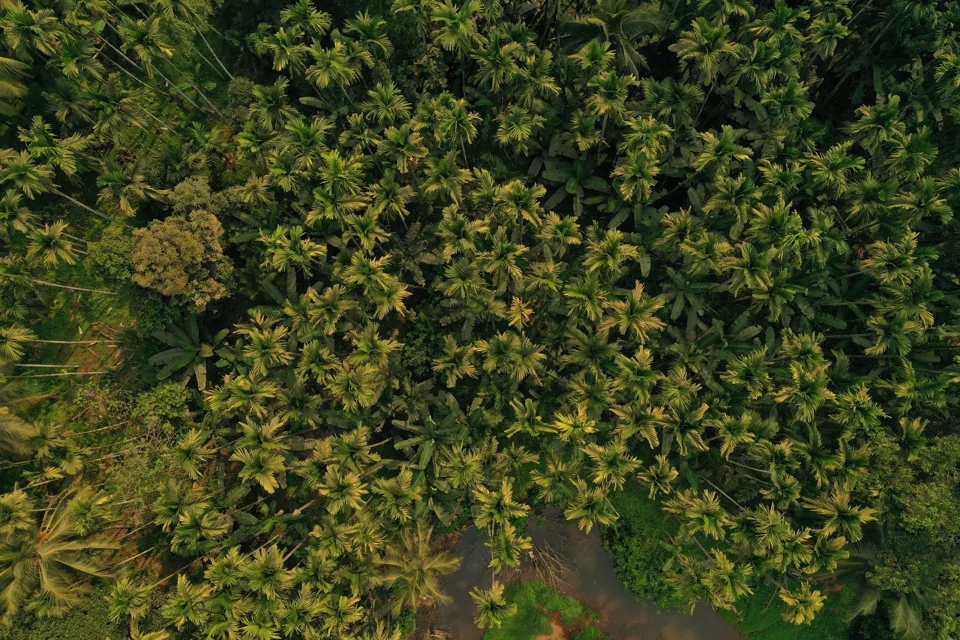 Aerial view of a green forest canopy