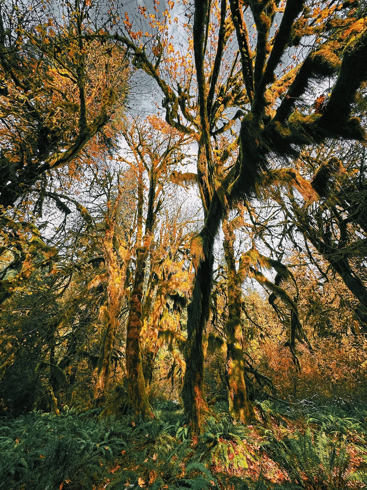 Golden light through a moss-covered forest