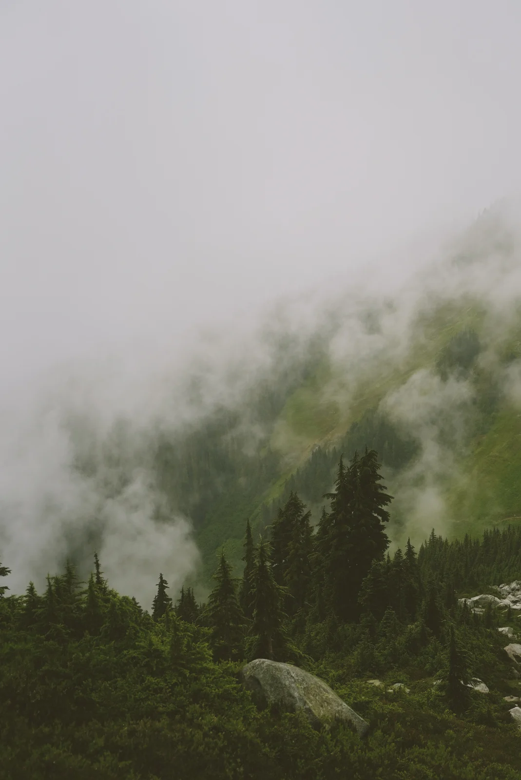 Mist drifting across a green hillside and evergreen trees