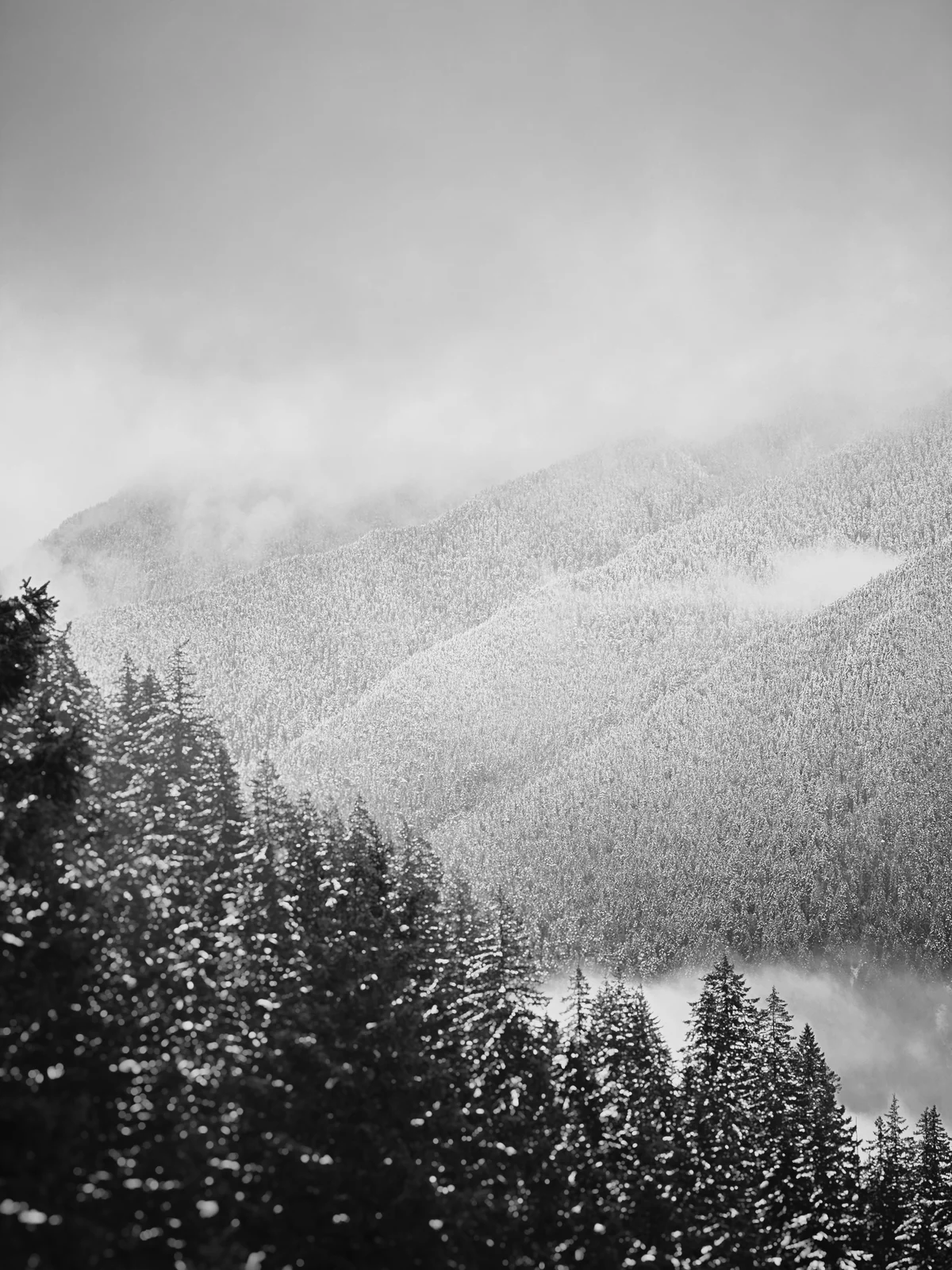 Snow-dusted evergreen slopes fading into mist