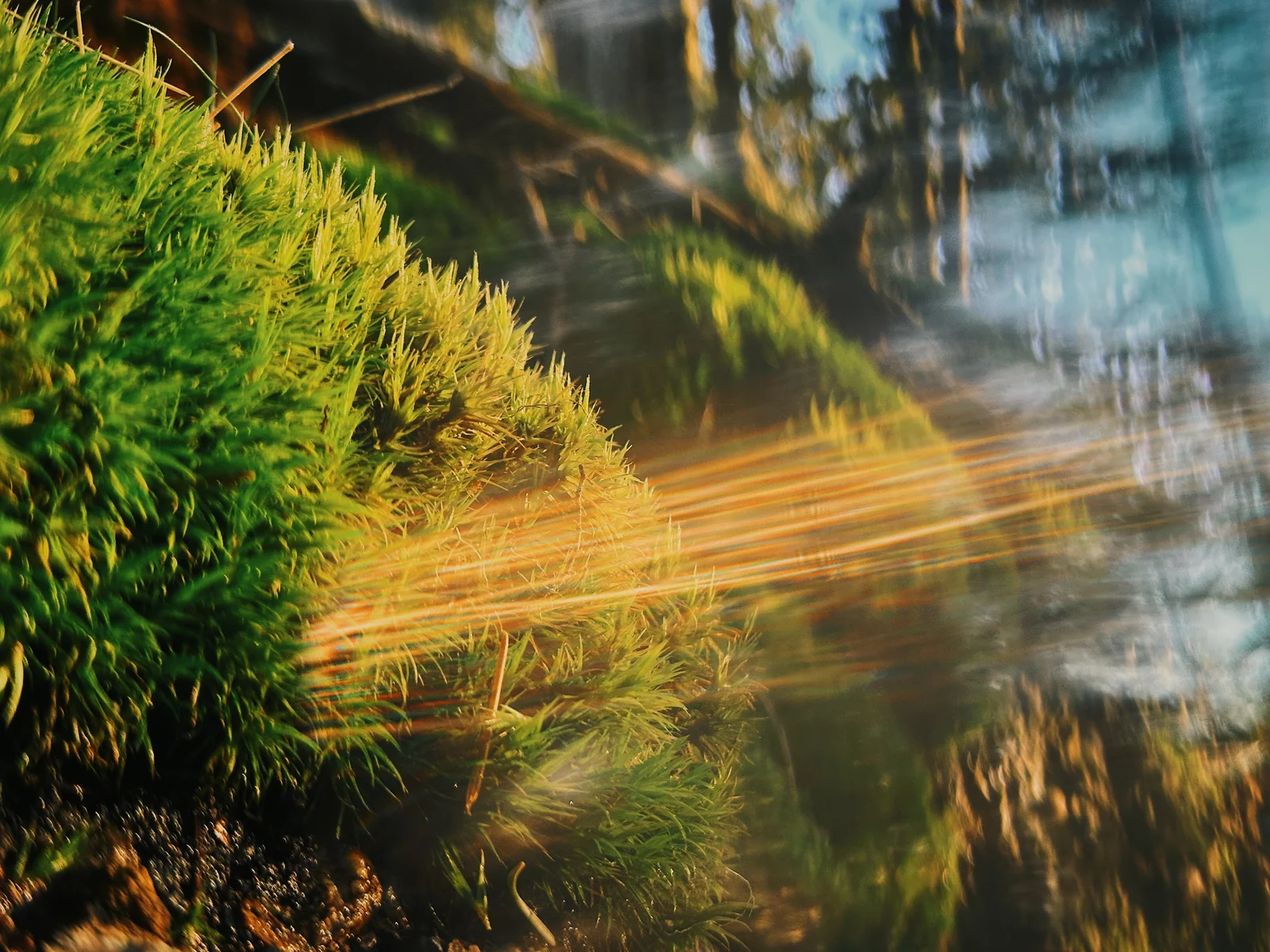 Light refracting across vivid green moss