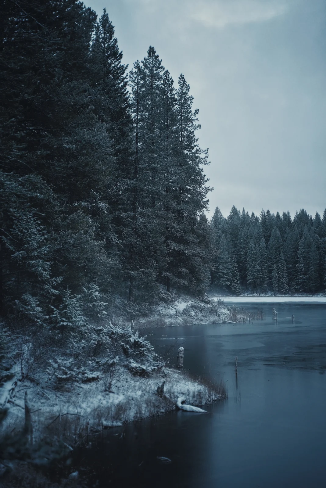 Snowy evergreen trees beside a still blue lake