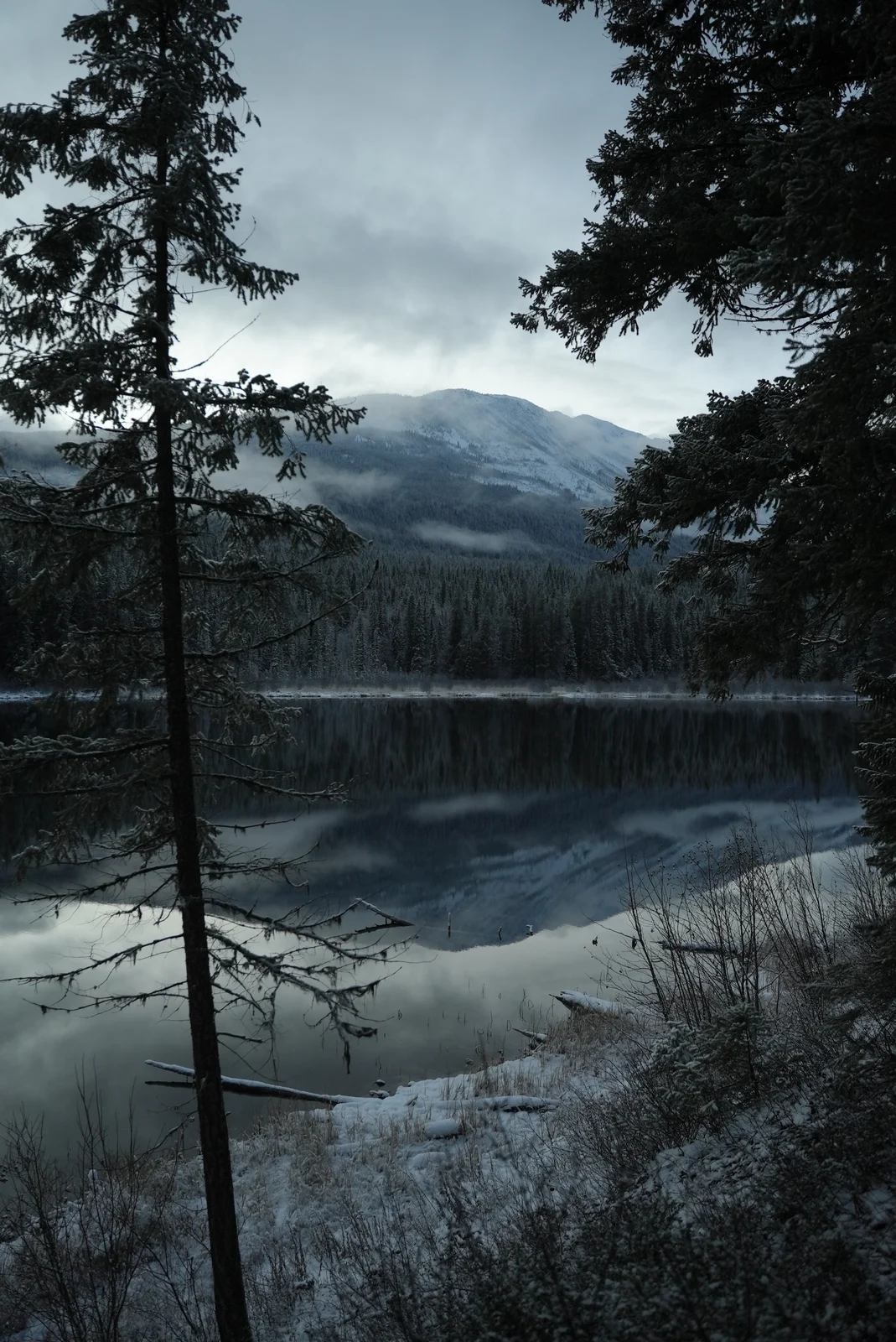Evergreen trees framing a snowy mountain lake